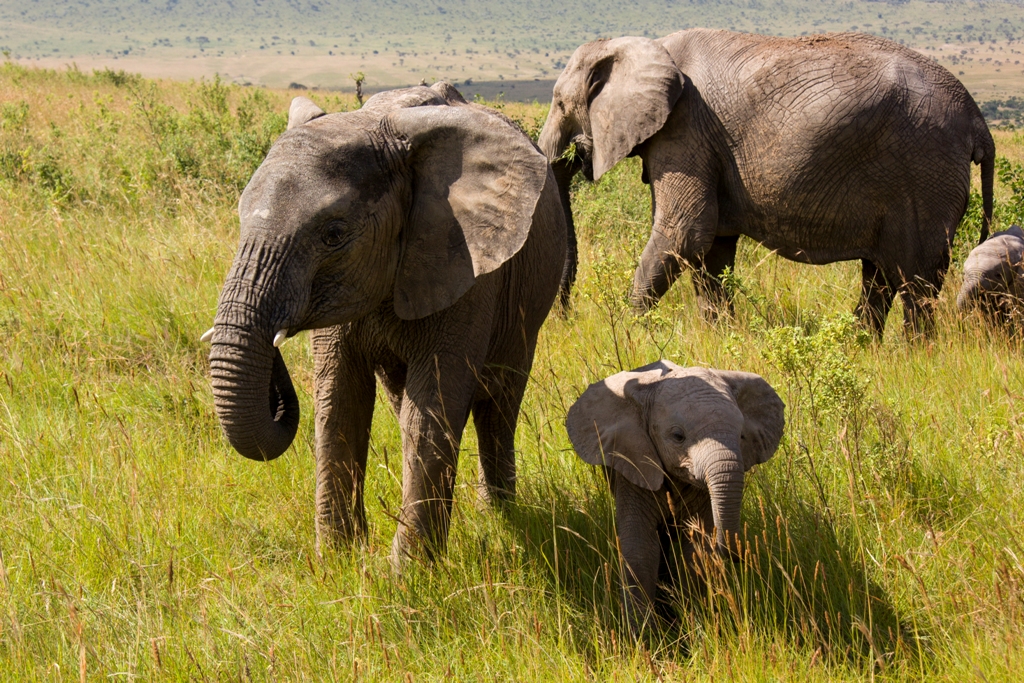 Masai Mara